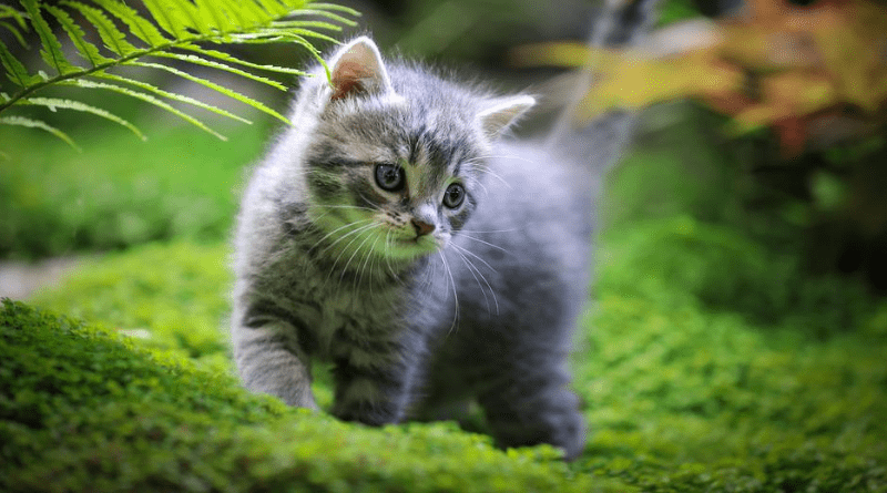 À quel âge un chat devient-il calme