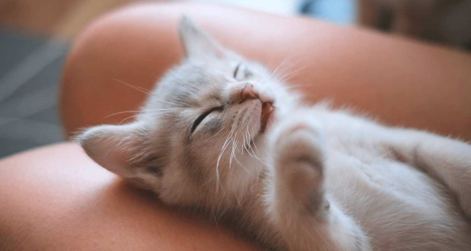 Burmilla visage aplati