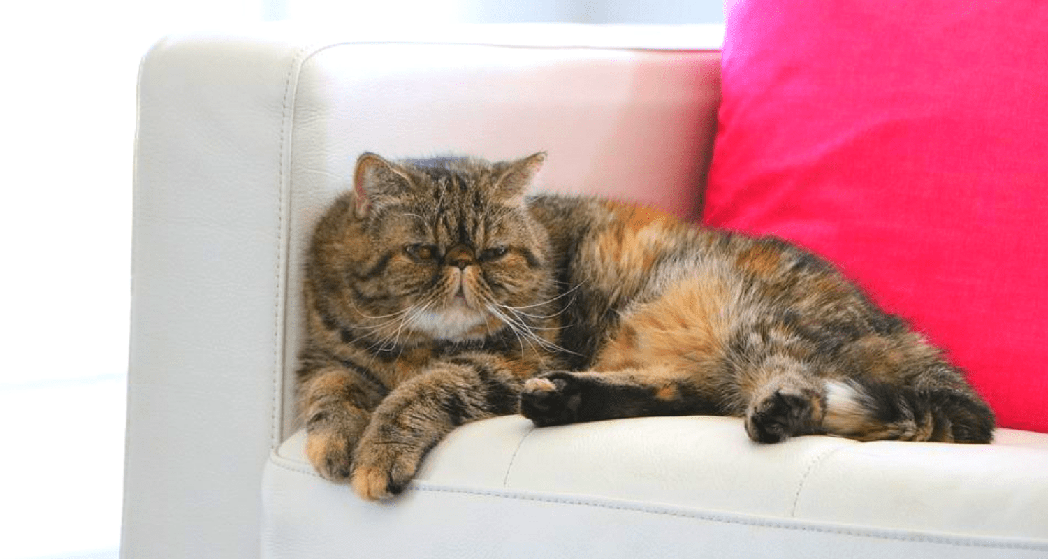 Exotic Shorthair tête écrasé