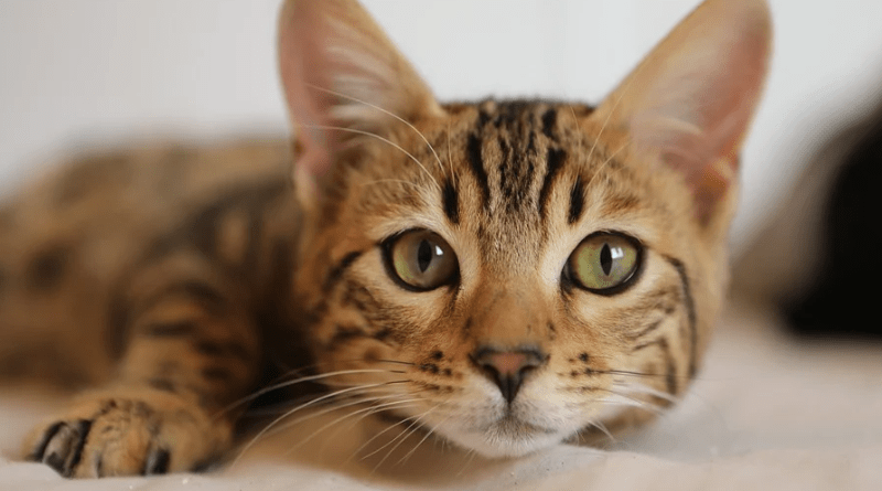 Fonds d’Écran de Chats Mignons