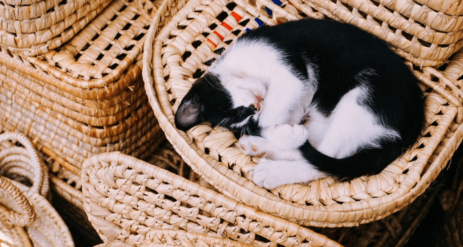 Le chat roulé sur lui-même en boule de poils
