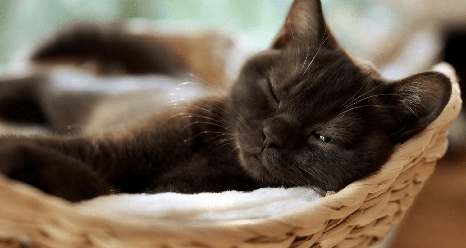 Les yeux à demi fermés