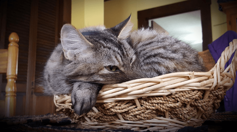 Mon chat fait toujours pipi au même endroit