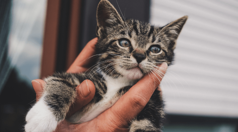 Mon chaton a un gros ventre