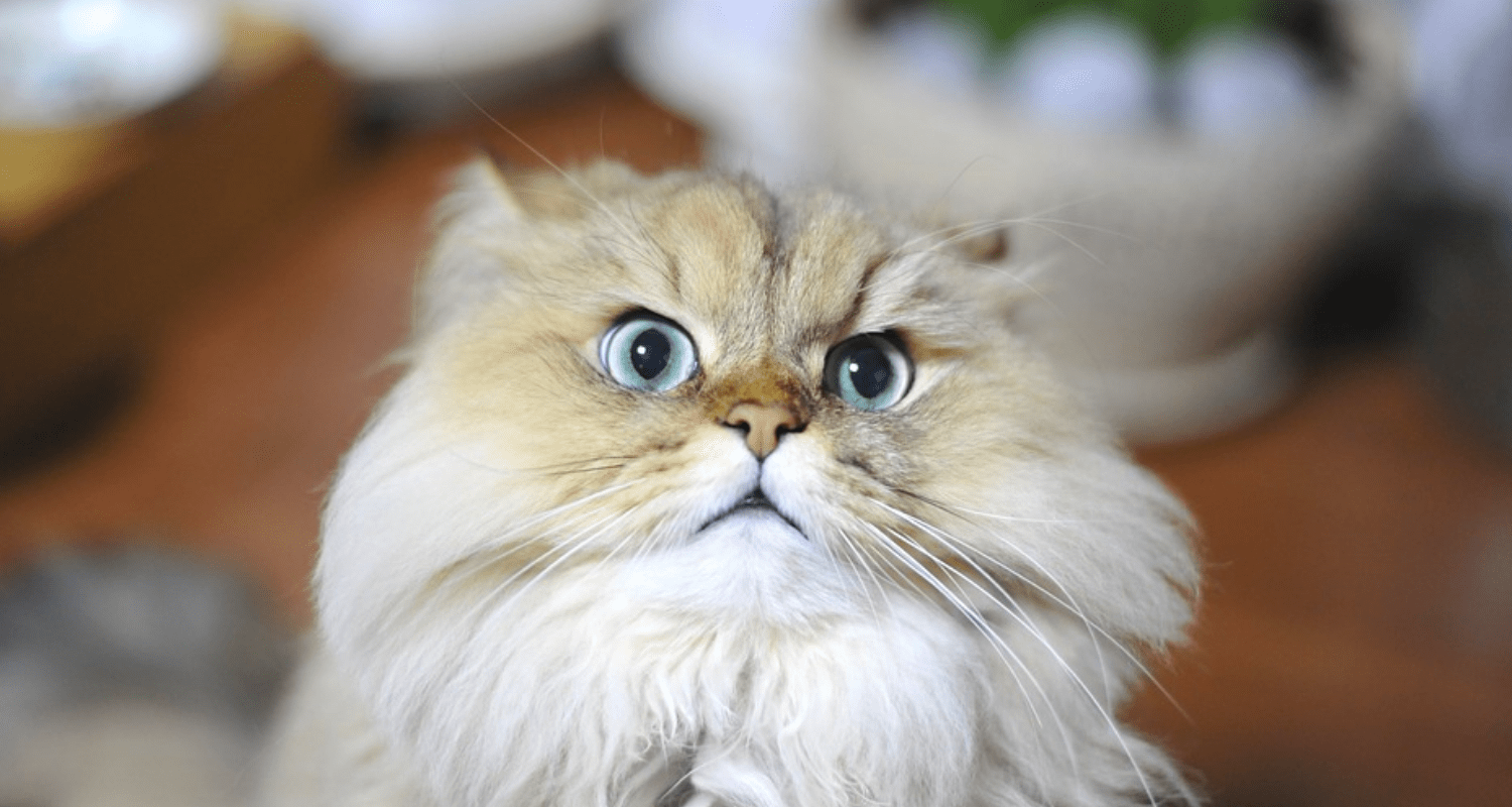 Persan visage aplati