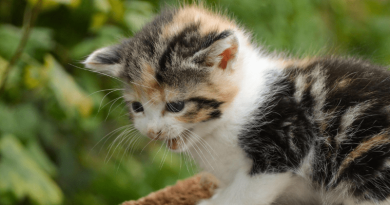 Pourquoi mon chat miaule quand il ne me voit pas