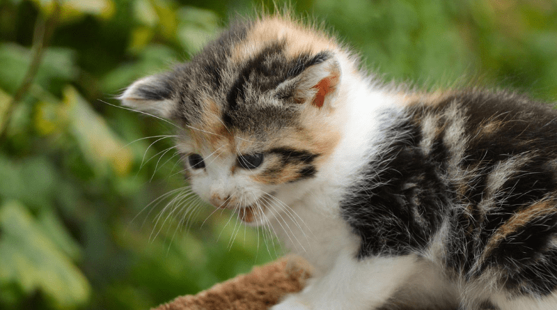 Pourquoi mon chat miaule quand il ne me voit pas