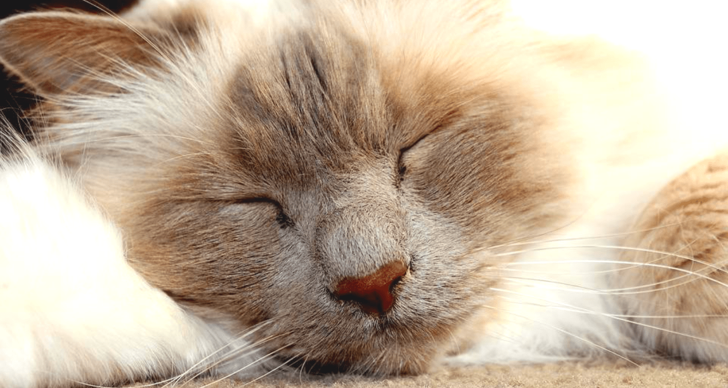 Sacré de Birmanie visage aplati