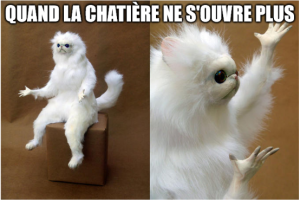 chat blanc drole