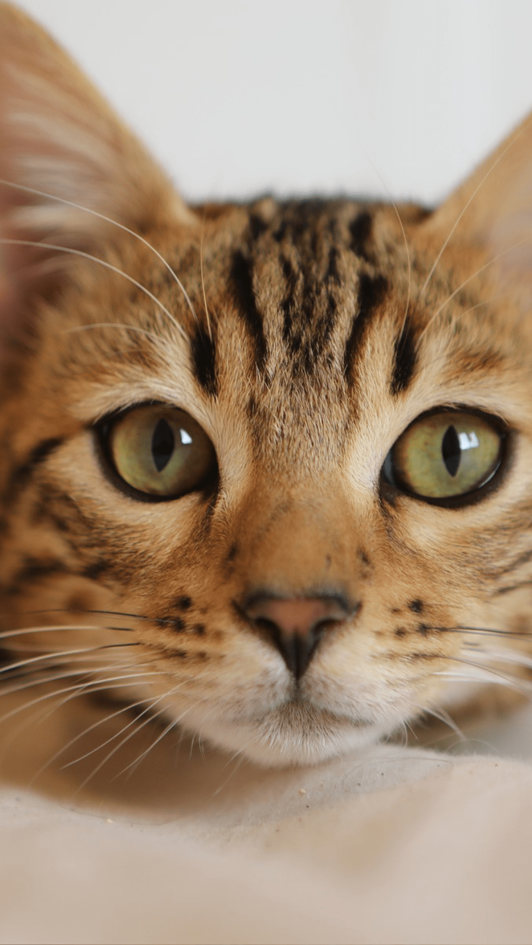 chat fond écran mobile 3