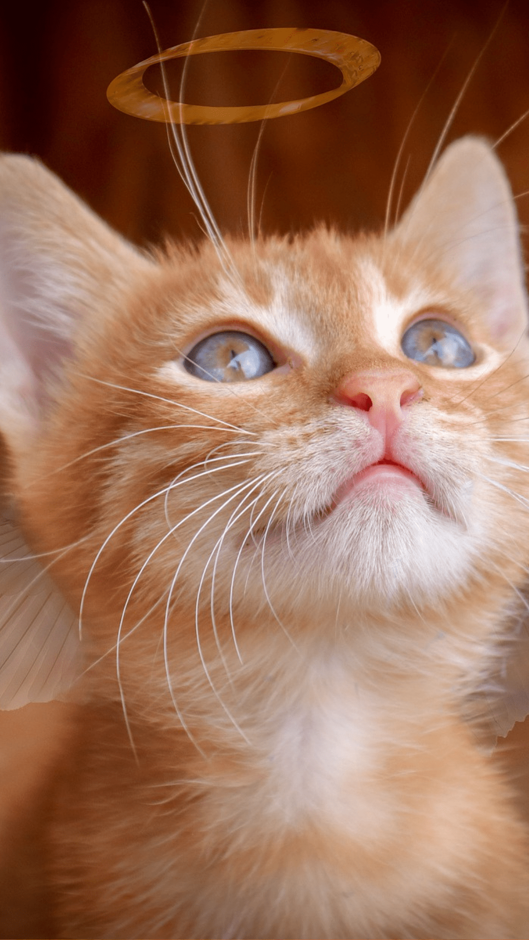 chat fond écran mobile 4