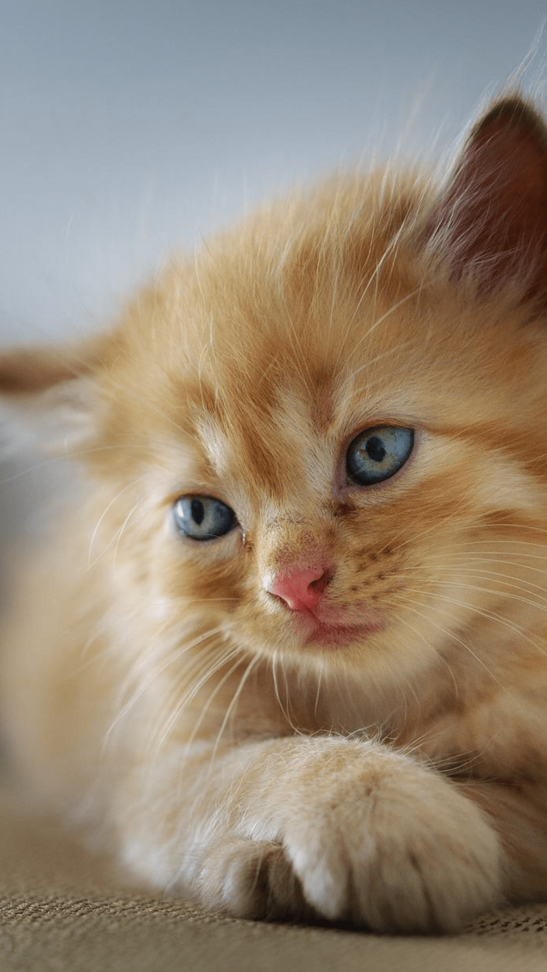 chat fond écran mobile 5