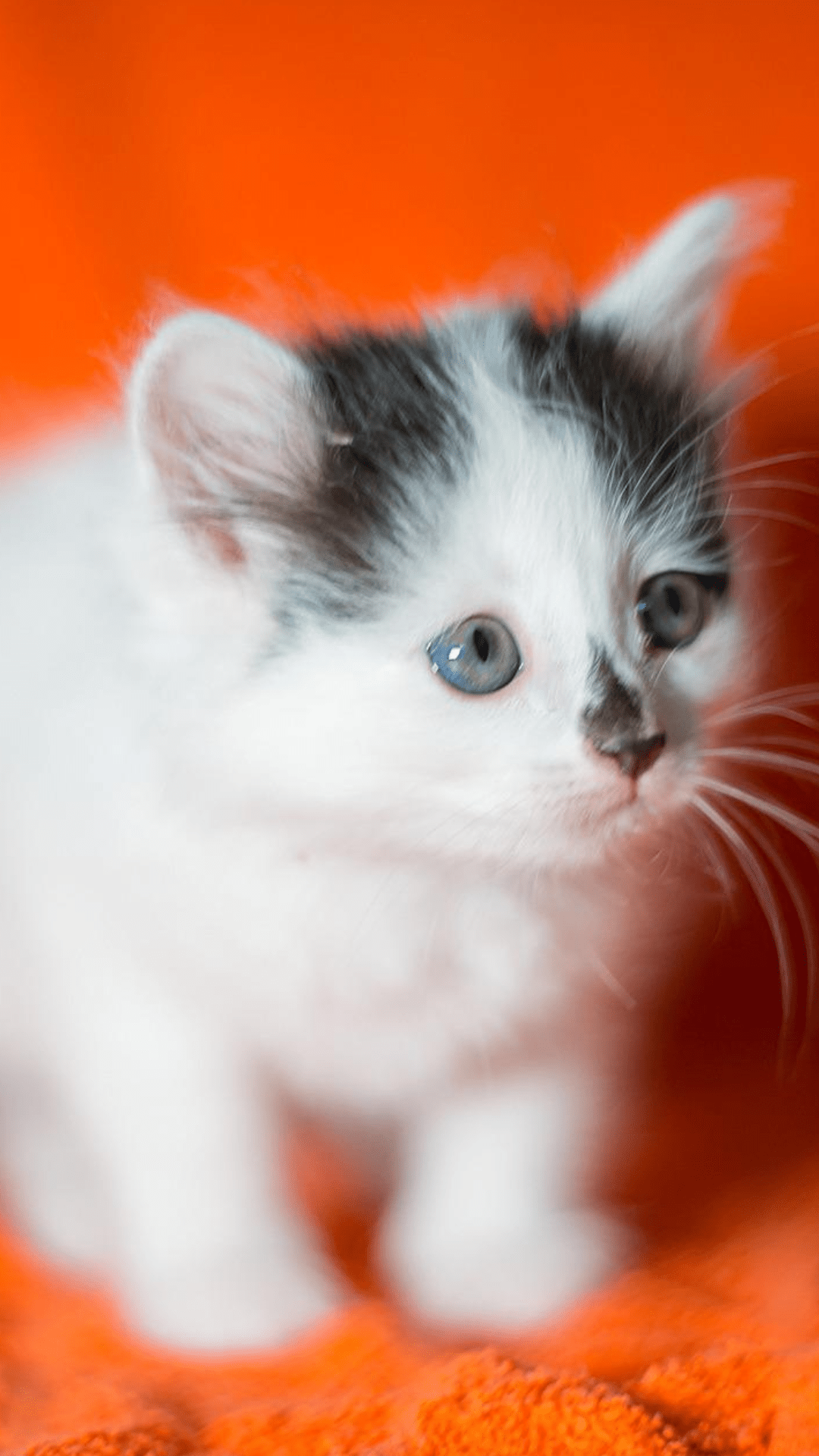 chat fond écran mobile 6