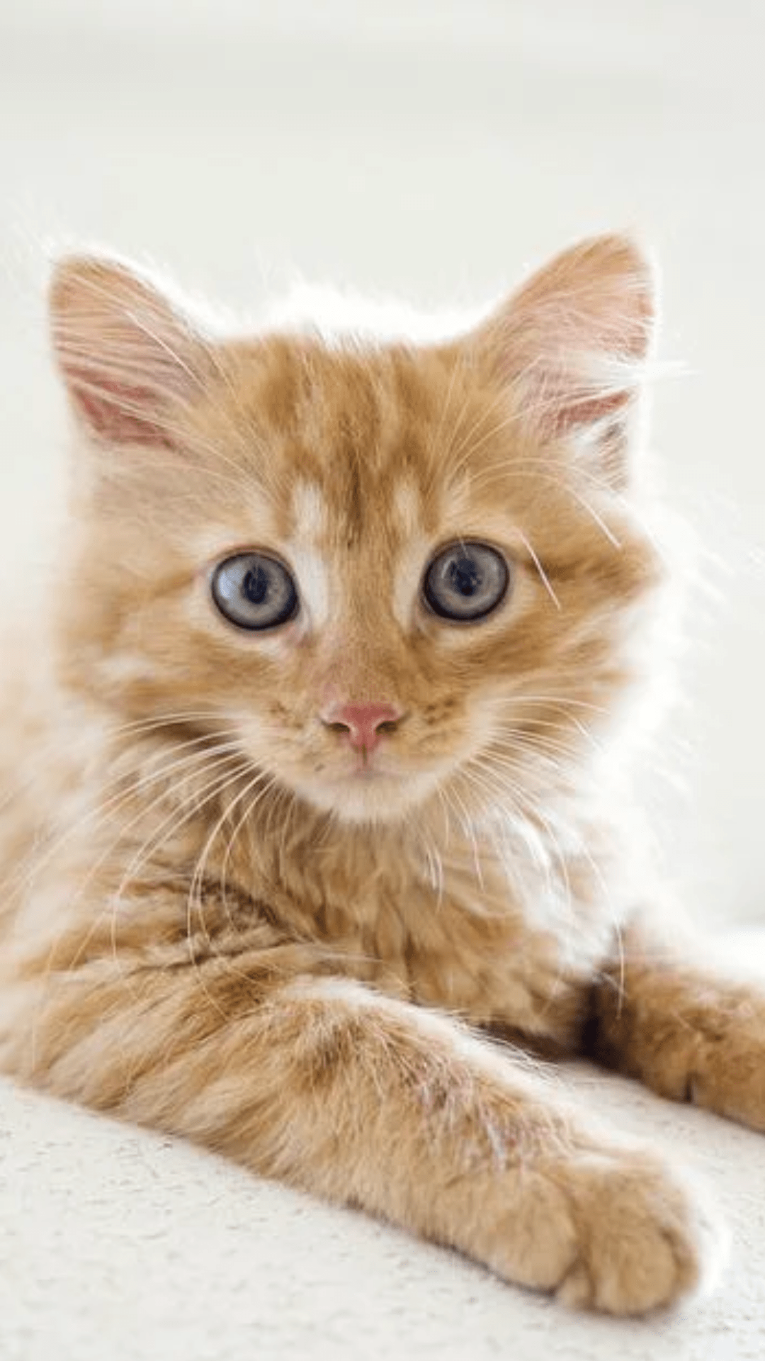 chat fond écran mobile 7