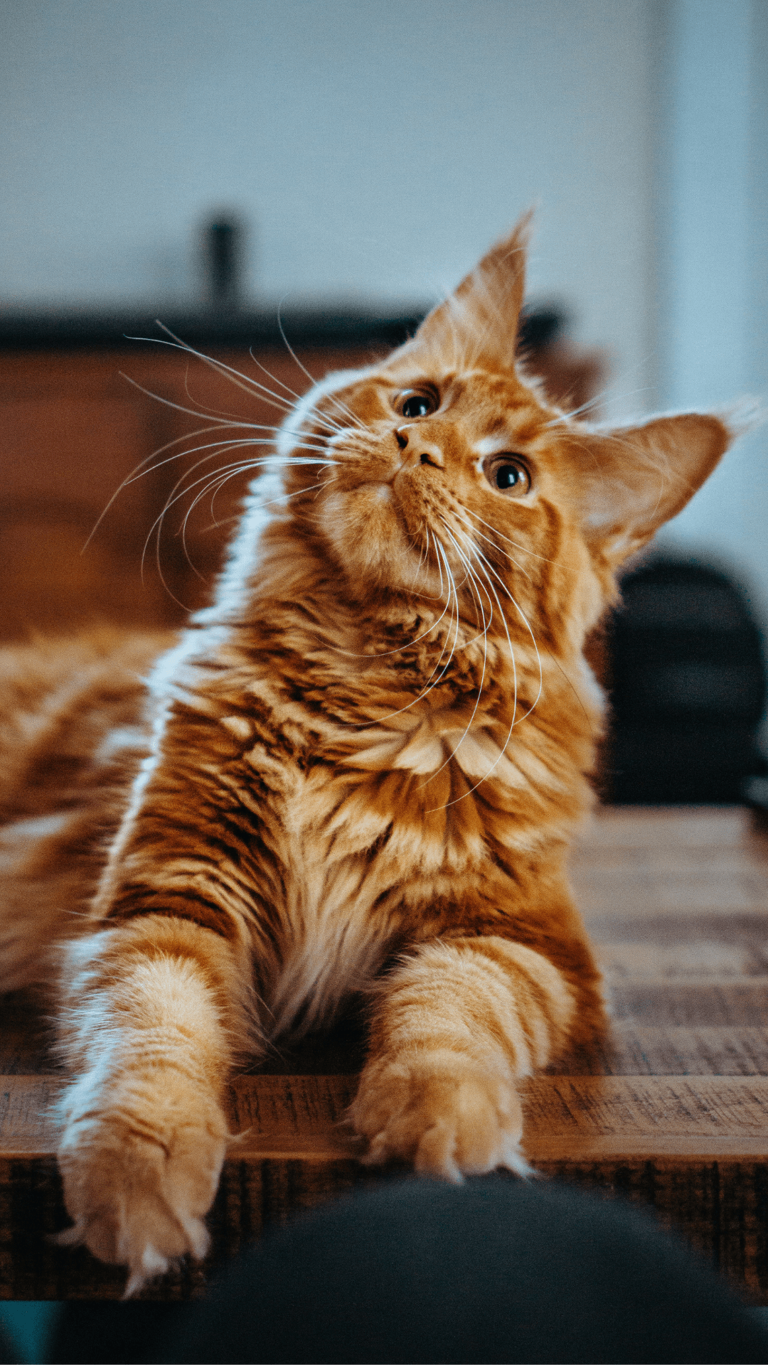 chat fond écran mobile 8