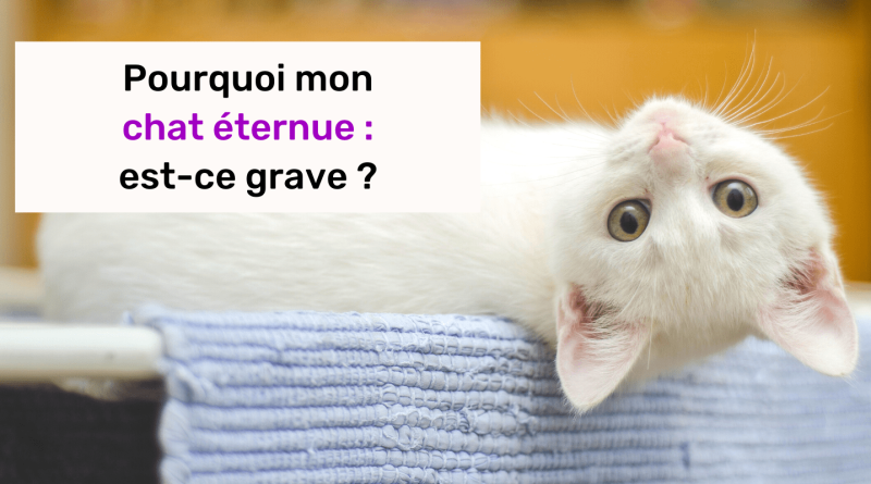 chat qui éternue