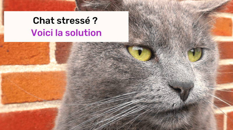 chat stressé