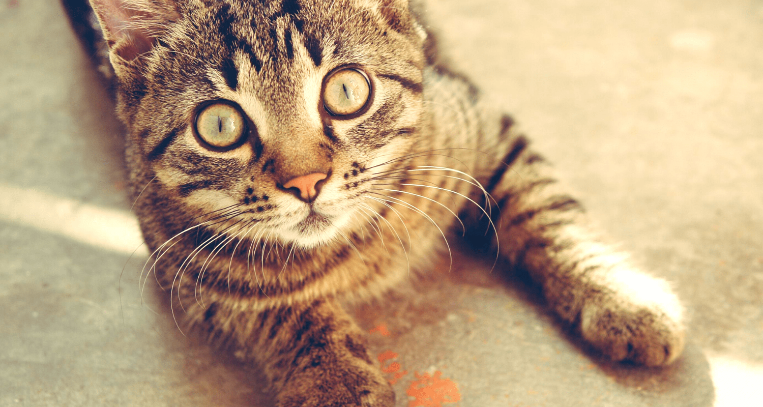 chat stressé à cause du bruit