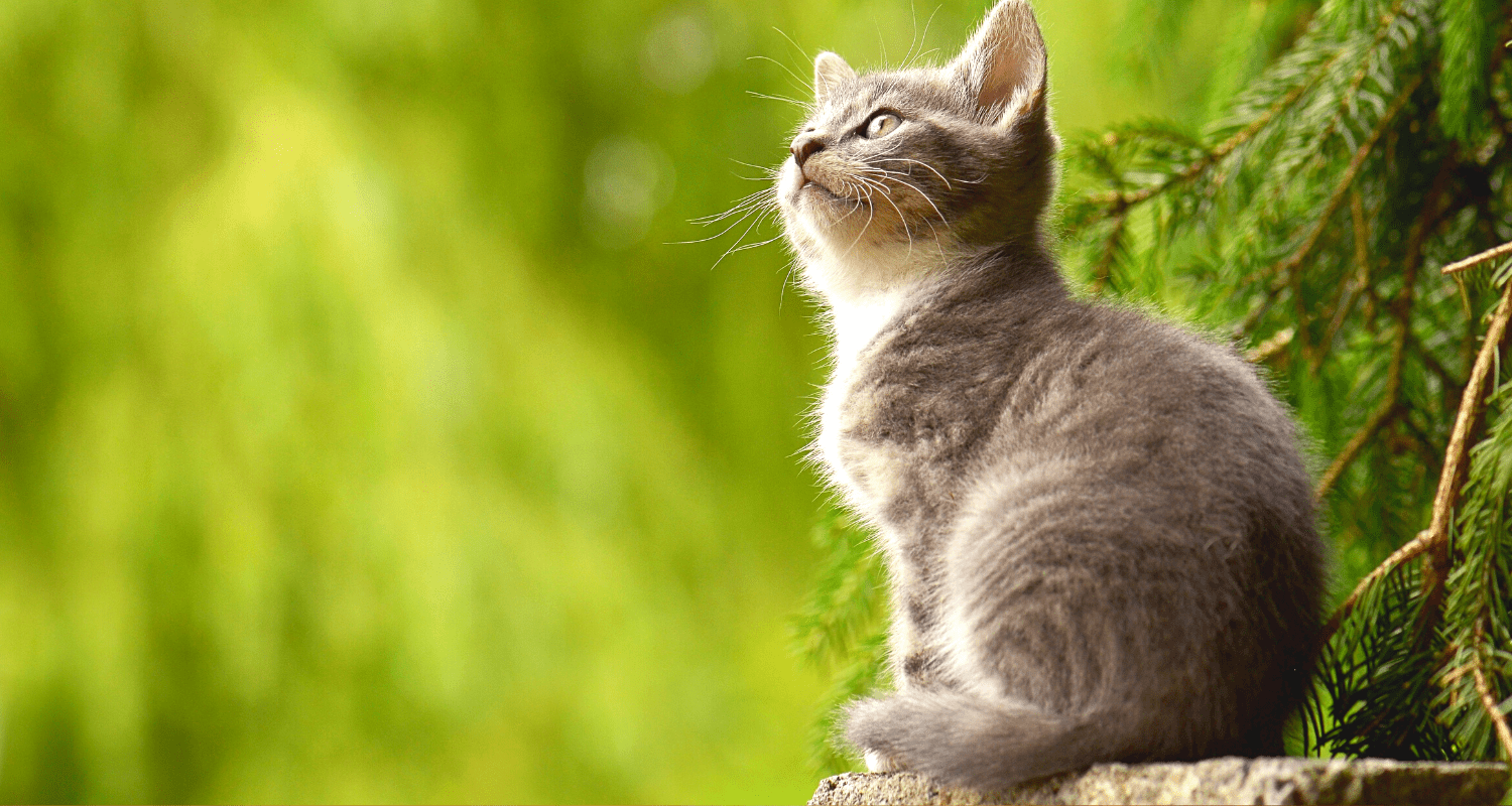 chaton qui éternue