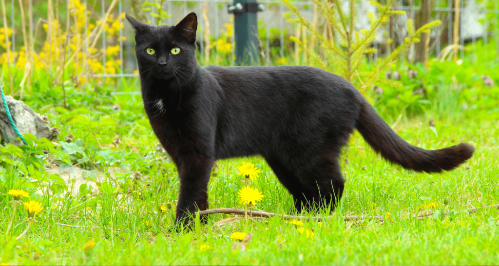 Comment Empecher Un Chat De Faire Ses Besoins Dans Le Jardin
