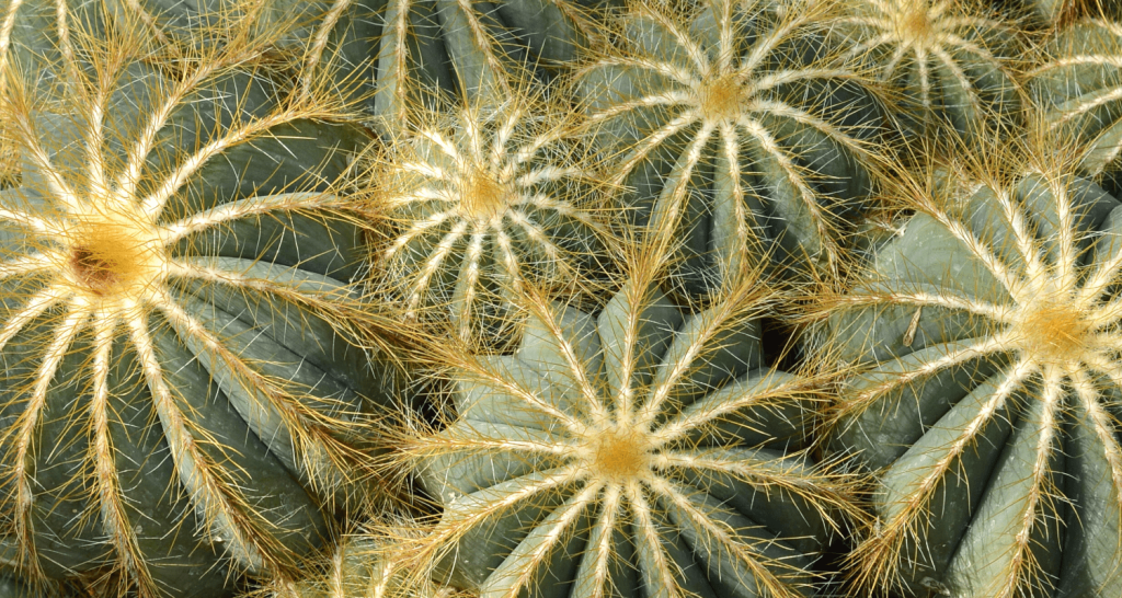 Empêcher un chat de faire ses besoins dans le jardin : 6 astuces simples