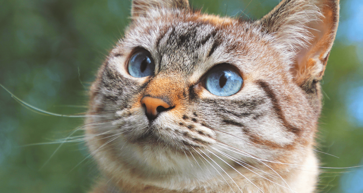 comportement d'un chat stressé