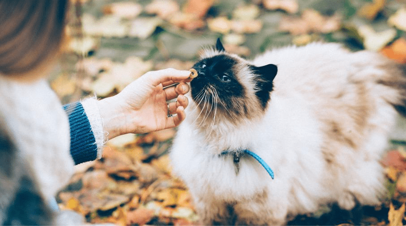 croquettes de supermarché pour chat