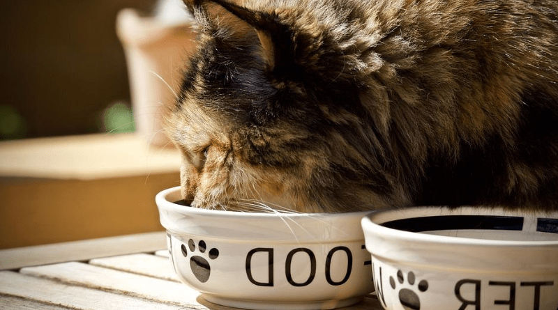 Distributeur De Comprimés Pour Chat Et Chien – Lot De 4 – Facile à Utiliser Et à Nettoyer