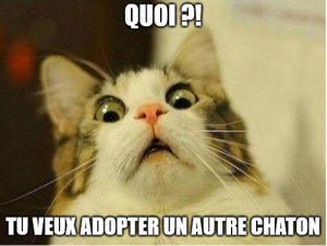 drole de chat