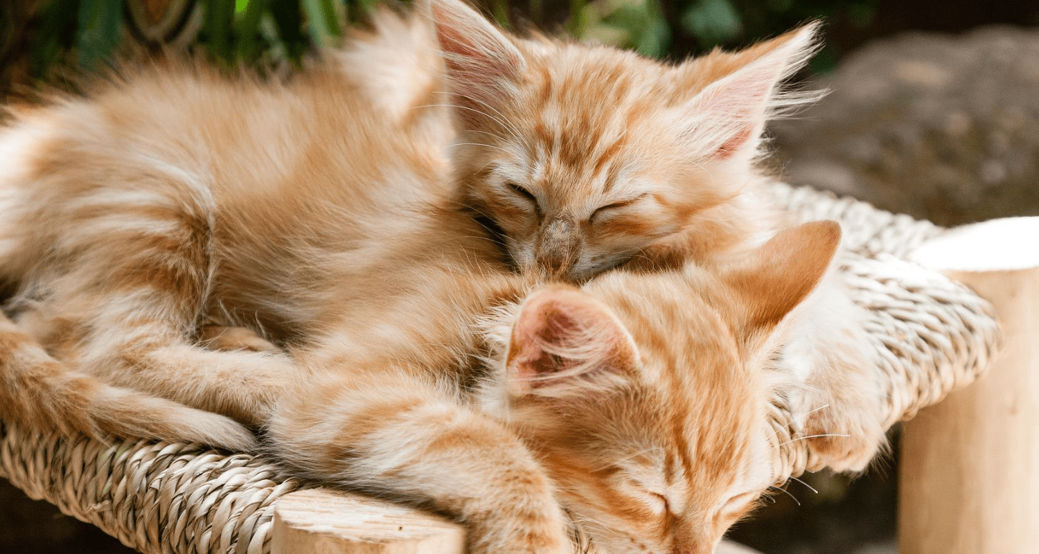 fond écran chat ordinateur 10