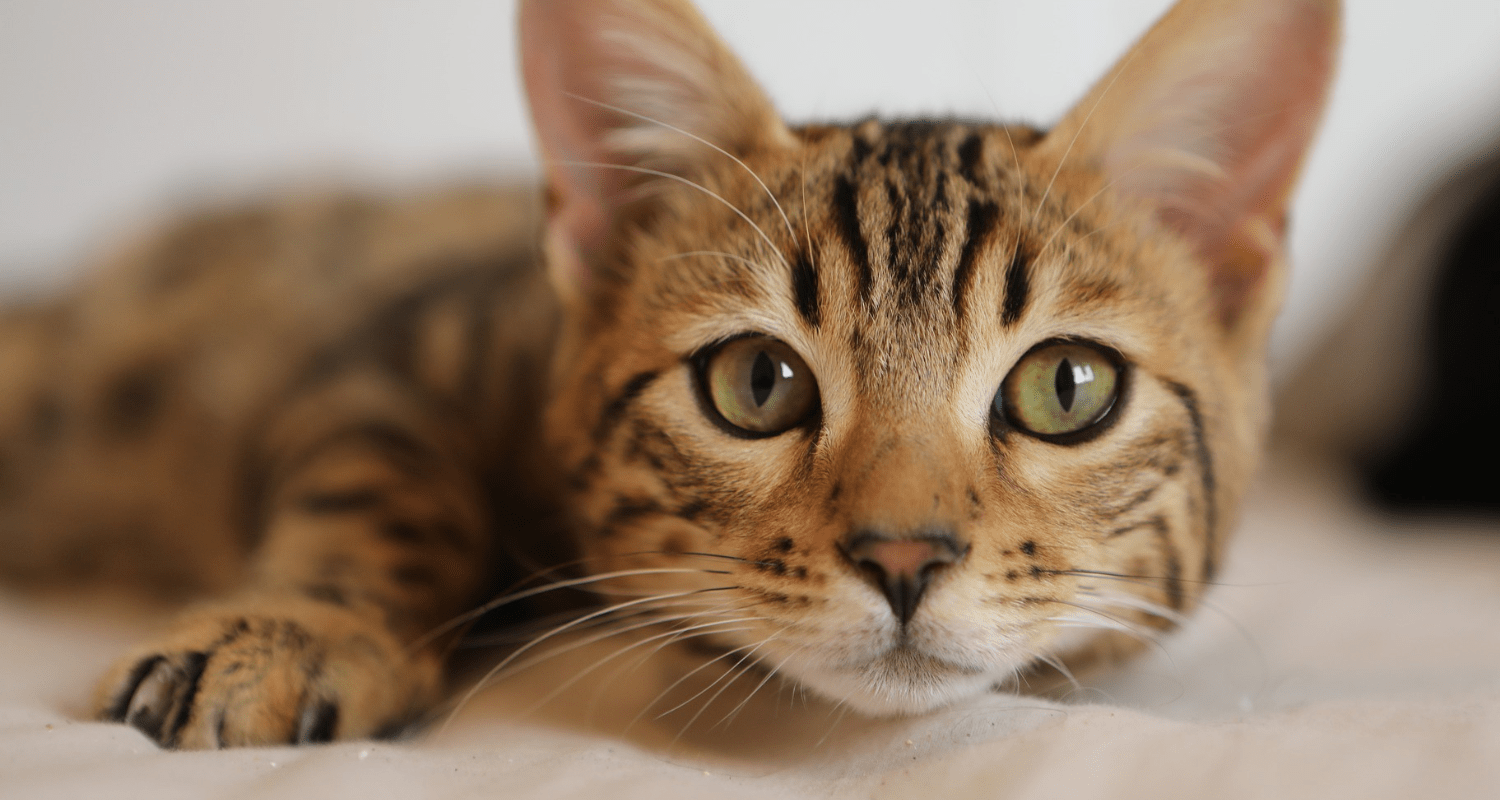 fond écran chat ordinateur 2