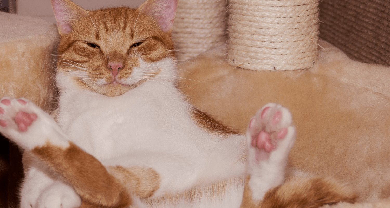 fond écran chat ordinateur 3