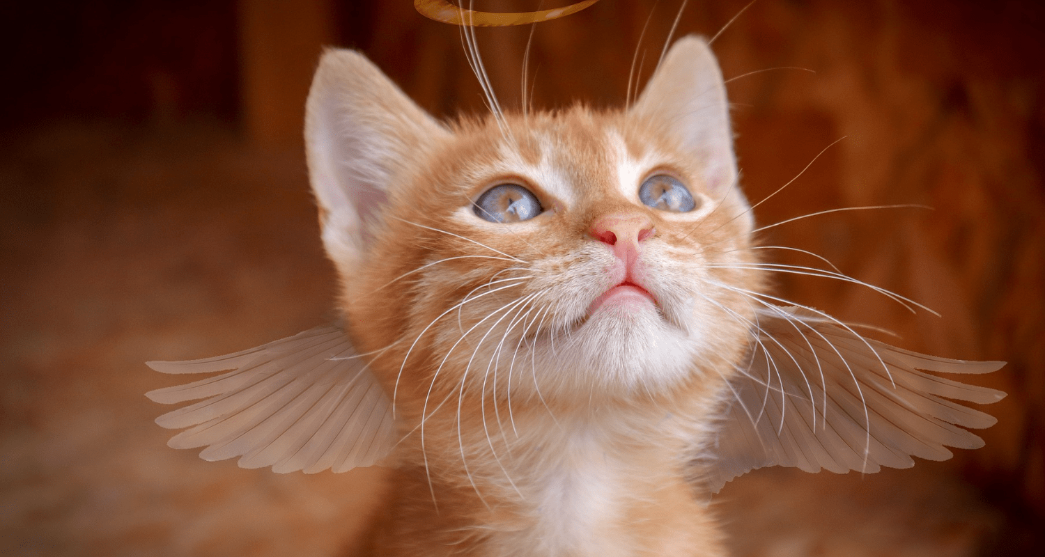 fond écran chat ordinateur 4