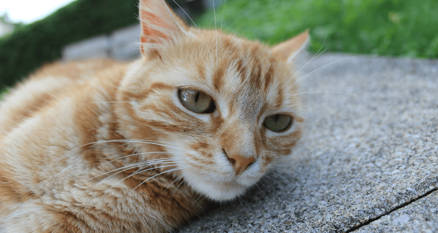 fond écran chat ordinateur 7