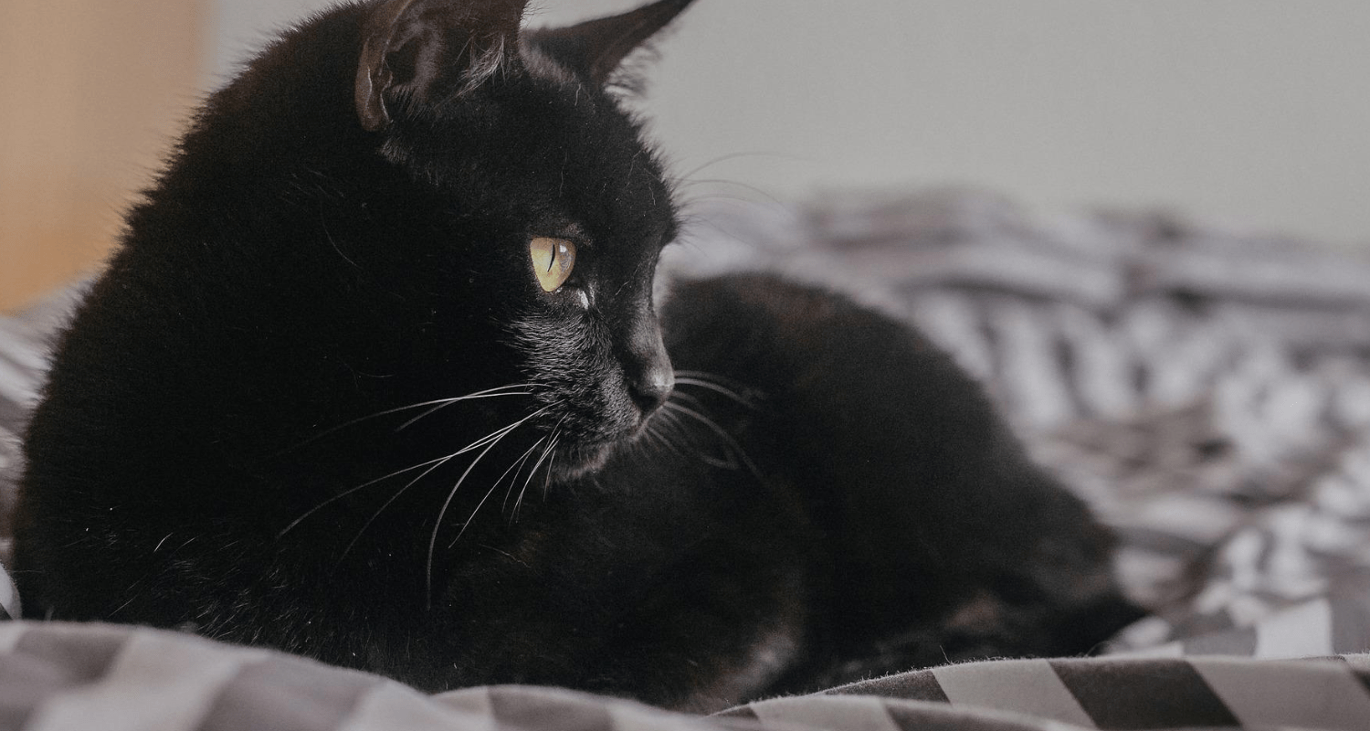 fond écran chat ordinateur 8