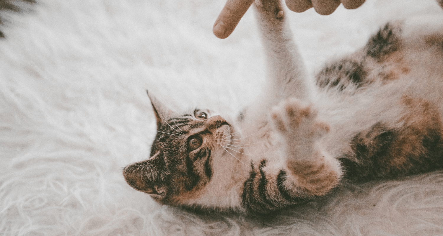 fond écran chat ordinateur 9