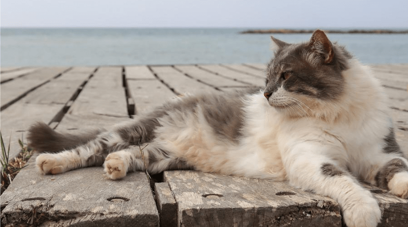 fontaine à eau pour chat ultra silencieuse