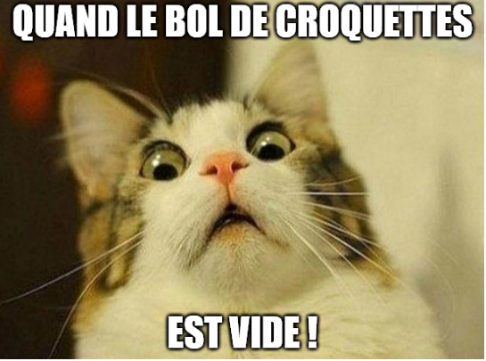 50 M mes De Chats Hilarants Qui Vont Vous Faire Rire Chadoux 50 M mes De Chats Hilarants Qui Vont Vous Faire Rire Chadoux