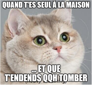 image marrante chat mignon