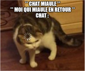 meme chat drole