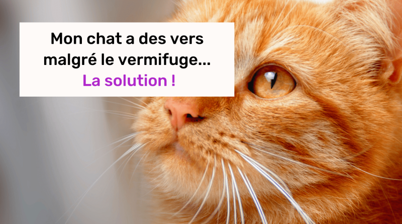 mon chat a des vers malgré vermifuge