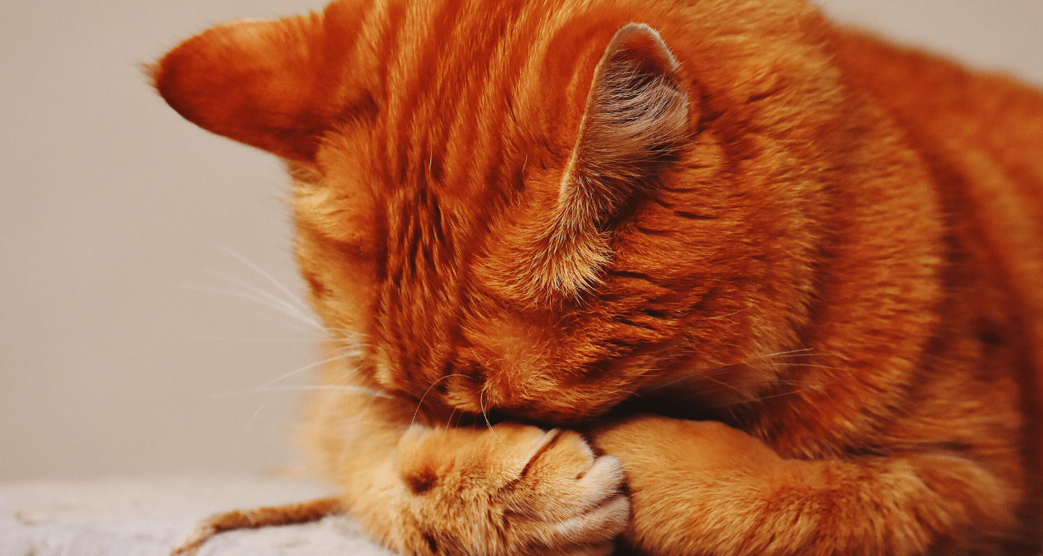 mon chat a des vers malgré vermifuge vétérinaire