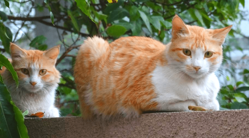 mon chat n'accepte pas le nouveau chat