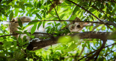 mon chat ne veut plus rentrer