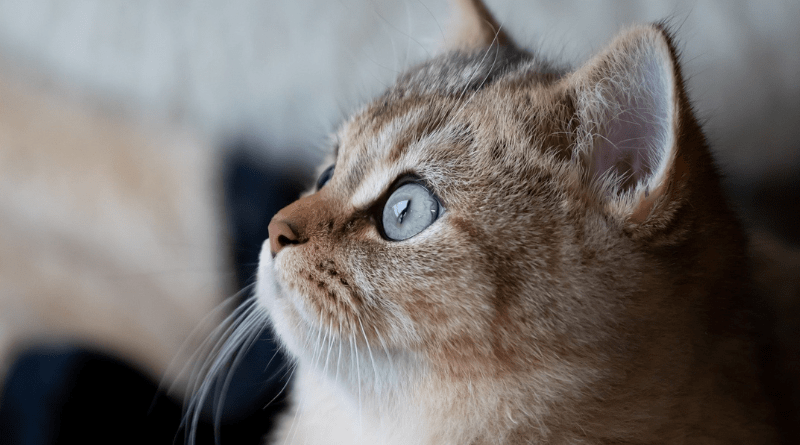 pellet litière chat