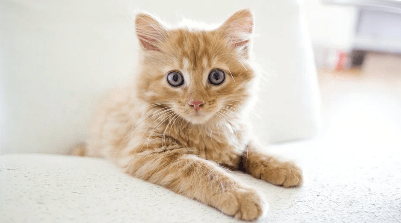 petits chats mignons