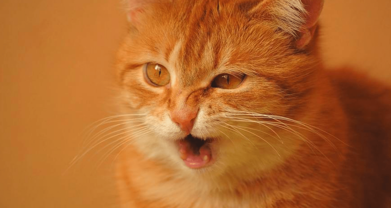 photo de chat qui éternue