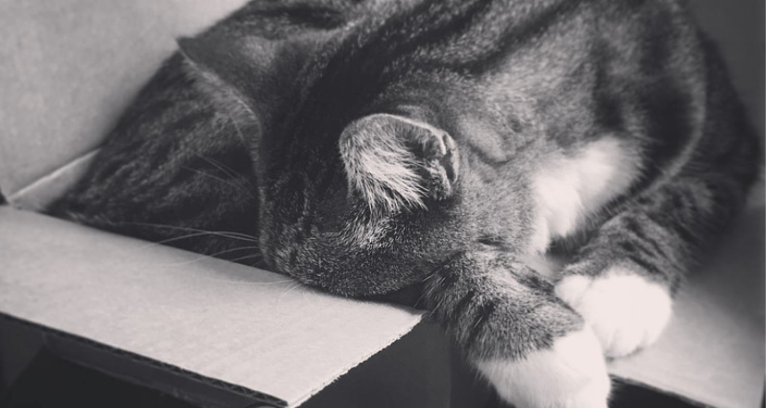 position Endormi dans une boîte en carton