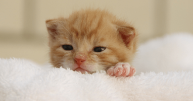 pourquoi mon chat me mordille le nez