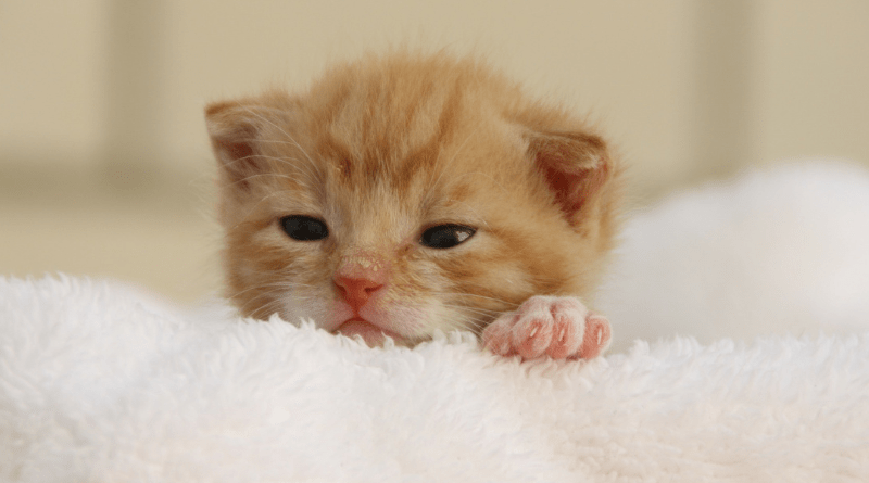 pourquoi mon chat me mordille le nez